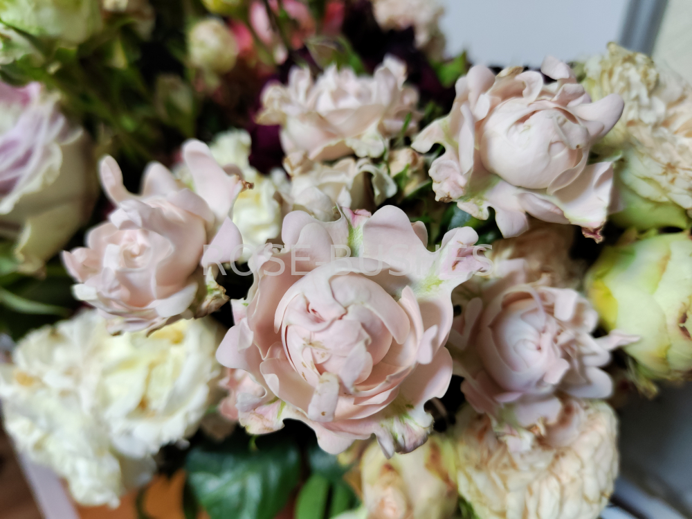���� ������. Sweet Ruffles. (�����, ����.) 